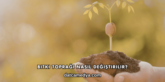 Bitki Toprağı Nasıl Değiştirilir?