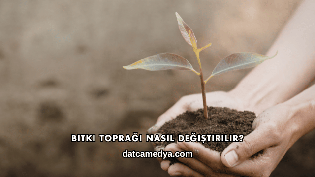 Bitki Toprağı Nasıl Değiştirilir?