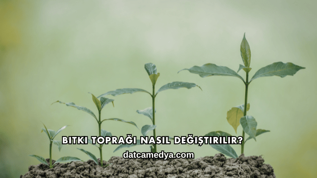 Bitki Toprağı Nasıl Değiştirilir?
