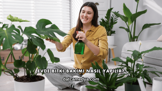 Evde Bitki Bakımı Nasıl Yapılır?