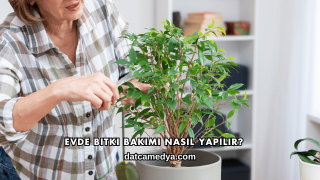 Evde Bitki Bakımı Nasıl Yapılır?