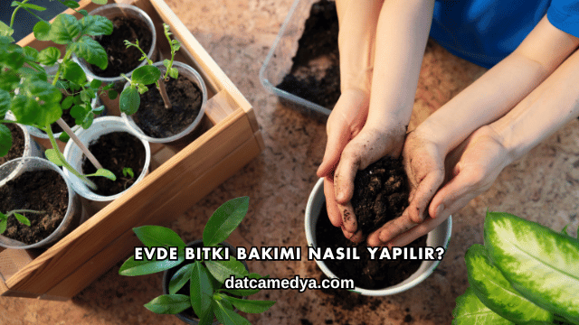 Evde Bitki Bakımı Nasıl Yapılır?