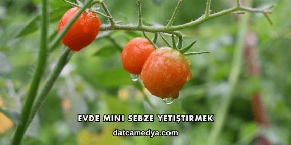 Evde Mini Sebze Yetiştirmek