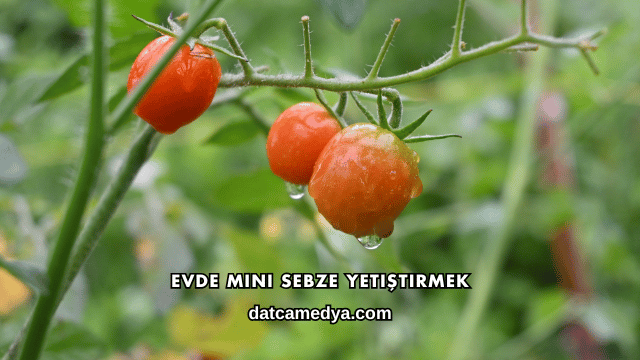 Evde Mini Sebze Yetiştirmek