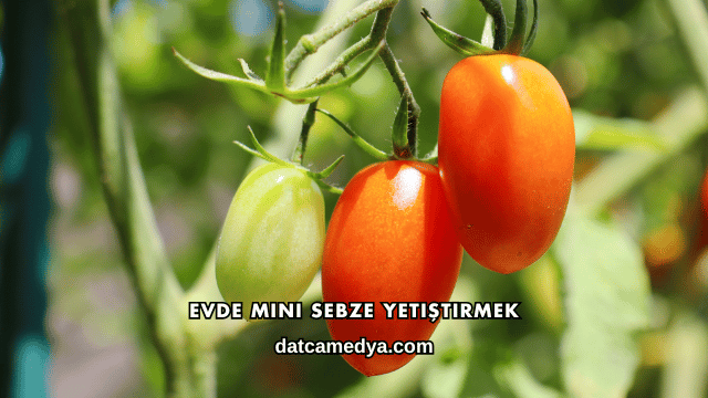 Evde Mini Sebze Yetiştirmek