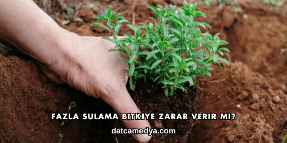 Fazla Sulama Bitkiye Zarar Verir mi?