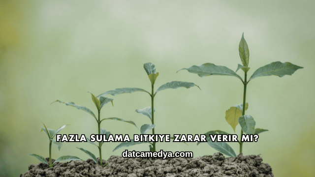 Fazla Sulama Bitkiye Zarar Verir mi?