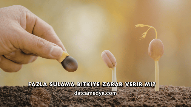 Fazla Sulama Bitkiye Zarar Verir mi?