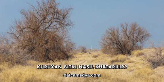 Kuruyan Bitki Nasıl Kurtarılır?
