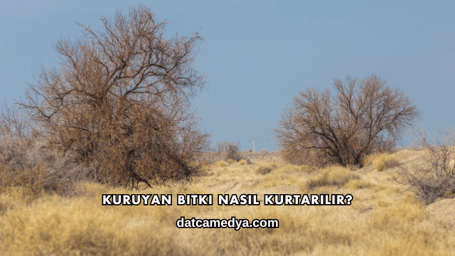Kuruyan Bitki Nasıl Kurtarılır?
