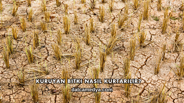 Kuruyan Bitki Nasıl Kurtarılır?