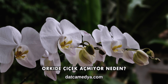 Orkide Çiçek Açmıyor Neden?