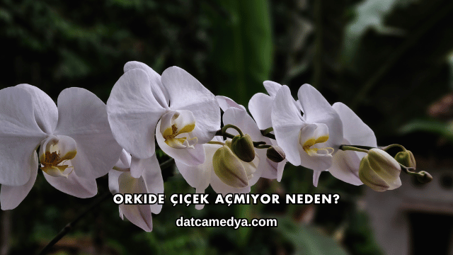 Orkide Çiçek Açmıyor Neden?