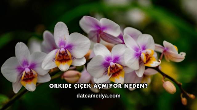 Orkide Çiçek Açmıyor Neden?