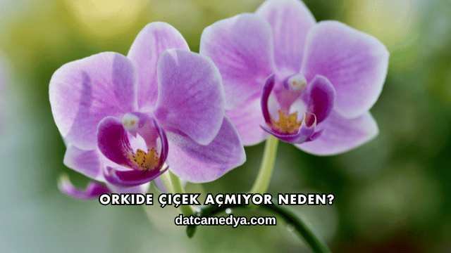 Orkide Çiçek Açmıyor Neden?