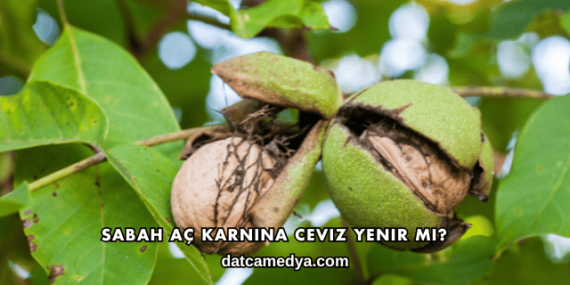 Sabah Aç Karnına Ceviz Yenir mi?