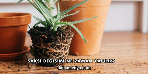 Saksı Değişimi Ne Zaman Yapılır?