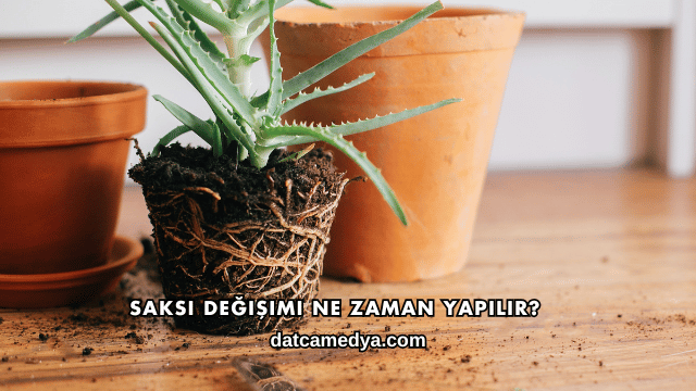 Saksı Değişimi Ne Zaman Yapılır?