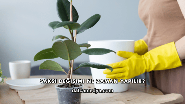 Saksı Değişimi Ne Zaman Yapılır?