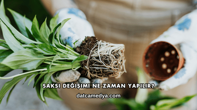 Saksı Değişimi Ne Zaman Yapılır?
