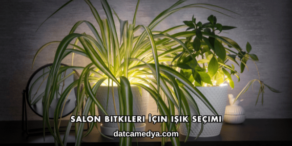 Salon Bitkileri İçin Işık Seçimi