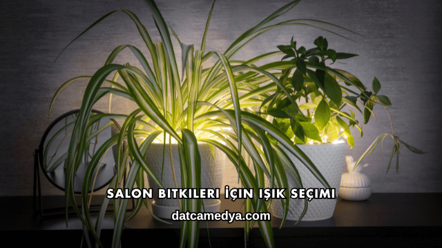 Salon Bitkileri İçin Işık Seçimi