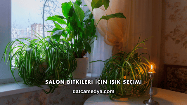 Salon Bitkileri İçin Işık Seçimi
