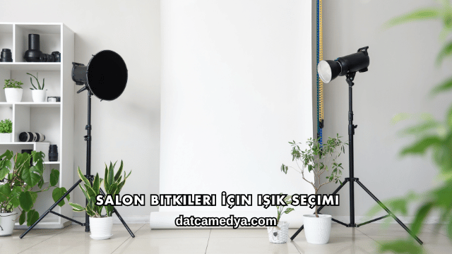 Salon Bitkileri İçin Işık Seçimi