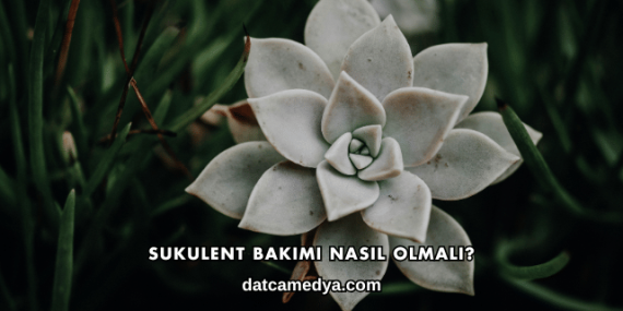 Sukulent Bakımı Nasıl Olmalı?