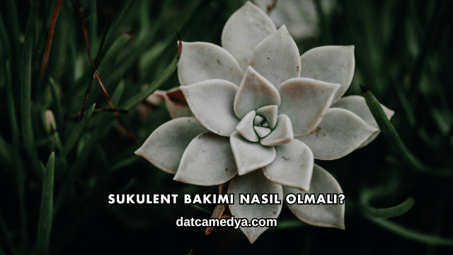 Sukulent Bakımı Nasıl Olmalı?