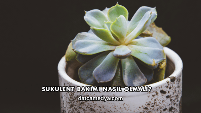 Sukulent Bakımı Nasıl Olmalı?