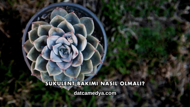 Sukulent Bakımı Nasıl Olmalı?